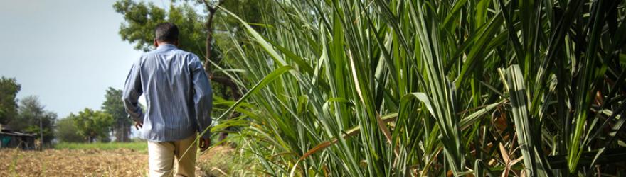 La canne à sucre, filière en morceaux