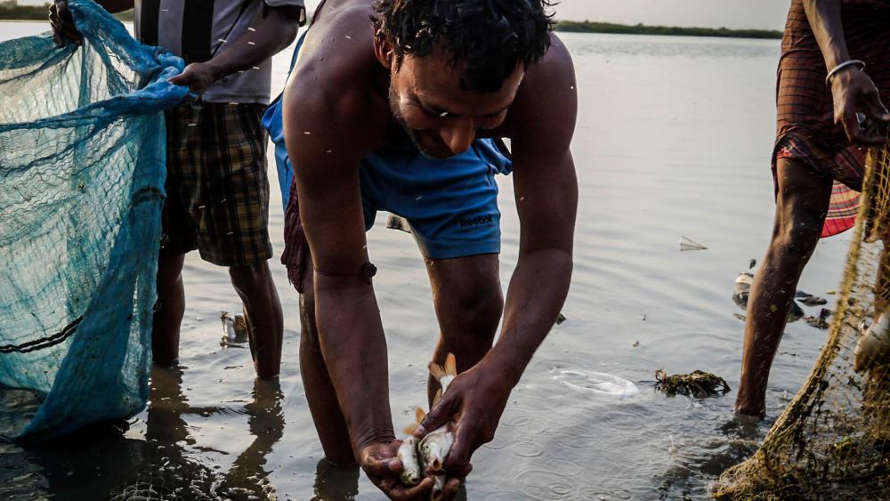 Elevées en aquaculture, les prises sont lâchées en amont par le département de la pêche de Delhi. 