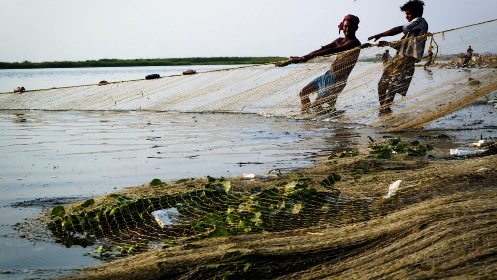 La jal khumbi, une espèce de lotus, est un indicateur de pollution. Omniprésente, elle prive les autres plantes d'oxygène.